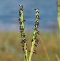 Paspalum distichum / Grass