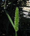 Rostraria cristata / Grass