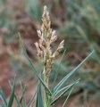Sporobolus pungens / Grass