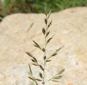 Schedonorus arundinaceus / Grass