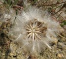 Scorzonera laciniata / Daisy or Sunflower