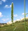Setaria italica / Grass