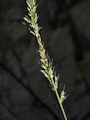 Setaria palmifolia / Grass