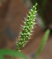 Setaria verticillata / Grass