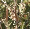 Scolymus grandiflorus / Daisy or Sunflower