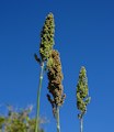 Sorghum bicolor / Grass