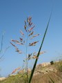 Sorghum halepense / Grass