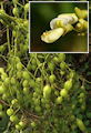 Styphnolobium japonicum / Pea or Bean