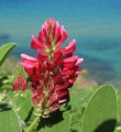 Sulla coronaria / Pea or Bean