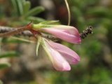 Sulla spinosissima / Pea or Bean