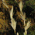 Thinopyrum junceum / Grass
