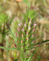 Trifolium angustifolium / Pea or Bean