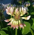 Trifolium repens / Pea or Bean