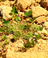 Trifolium suffocatum / Pea or Bean