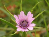 Geropogon hybridus / Daisy or Sunflower