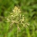 Trisetaria aurea / Grass