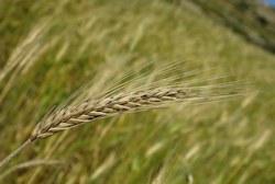 Triticum aestivum / Grass