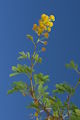 Vachellia farnesiana / Pea or Bean