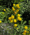Vachellia karroo / Pea or Bean