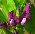 Vicia narbonensis / Pea or Bean