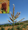 Zea mays / Grass