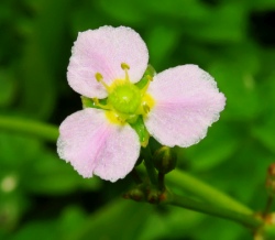 Alisma lanceolatum (Click to view plant profile)