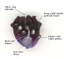 Muscari commutatum (Dark grape hyacinth) - CLICK TO ENLARGE PHOTO