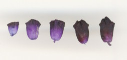 Muscari commutatum (Dark grape hyacinth) - CLICK TO ENLARGE PHOTO