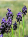 Muscari commutatum (Dark grape hyacinth) - CLICK TO ENLARGE PHOTO