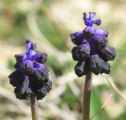 Muscari commutatum (Dark grape hyacinth) - CLICK TO ENLARGE PHOTO