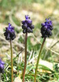Muscari commutatum (Dark grape hyacinth) - CLICK TO ENLARGE PHOTO