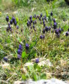 Muscari commutatum (Dark grape hyacinth) - CLICK TO ENLARGE PHOTO