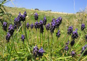 Muscari commutatum (Dark grape hyacinth) - CLICK TO ENLARGE PHOTO