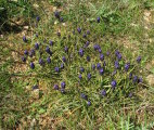 Muscari commutatum (Dark grape hyacinth) - CLICK TO ENLARGE PHOTO
