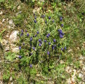 Muscari commutatum (Dark grape hyacinth) - CLICK TO ENLARGE PHOTO