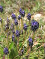Muscari commutatum (Dark grape hyacinth) - CLICK TO ENLARGE PHOTO