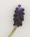 Muscari commutatum (Dark grape hyacinth) - CLICK TO ENLARGE PHOTO