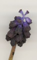 Muscari commutatum (Dark grape hyacinth) - CLICK TO ENLARGE PHOTO