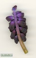 Muscari commutatum (Dark grape hyacinth) - CLICK TO ENLARGE PHOTO