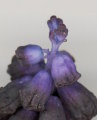 Muscari commutatum (Dark grape hyacinth) - CLICK TO ENLARGE PHOTO