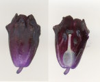 Muscari commutatum (Dark grape hyacinth) - CLICK TO ENLARGE PHOTO