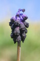 Muscari commutatum (Dark grape hyacinth) - CLICK TO ENLARGE PHOTO