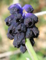 Muscari commutatum (Dark grape hyacinth) - CLICK TO ENLARGE PHOTO