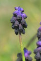 Muscari commutatum (Dark grape hyacinth) - CLICK TO ENLARGE PHOTO