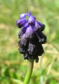 Muscari commutatum (Dark grape hyacinth) - CLICK TO ENLARGE PHOTO