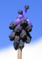 Muscari commutatum (Dark grape hyacinth) - CLICK TO ENLARGE PHOTO