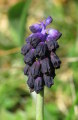 Muscari commutatum (Dark grape hyacinth) - CLICK TO ENLARGE PHOTO