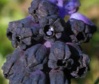 Muscari commutatum (Dark grape hyacinth) - CLICK TO ENLARGE PHOTO