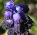 Muscari commutatum (Dark grape hyacinth) - CLICK TO ENLARGE PHOTO