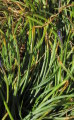 Muscari commutatum (Dark grape hyacinth) - CLICK TO ENLARGE PHOTO